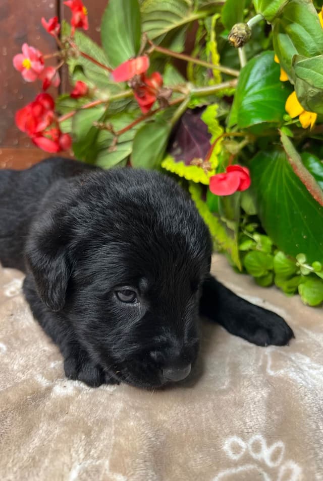 AKC Labrador Retriever Puppies media 2