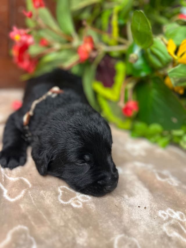 AKC Labrador Retriever Puppies media 4
