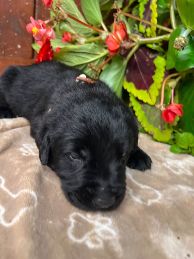 AKC Labrador Retriever Puppies media 6