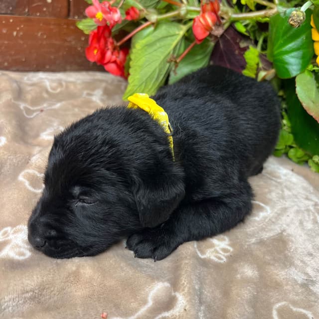 AKC Labrador Retriever Puppies media 8