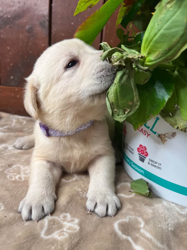 AKC Labrador Retriever Puppies media 5