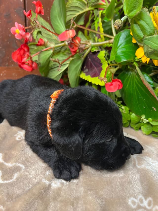 AKC Labrador Retriever Puppies media 14