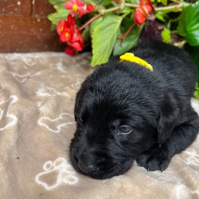 AKC Labrador Retriever Puppies media 10
