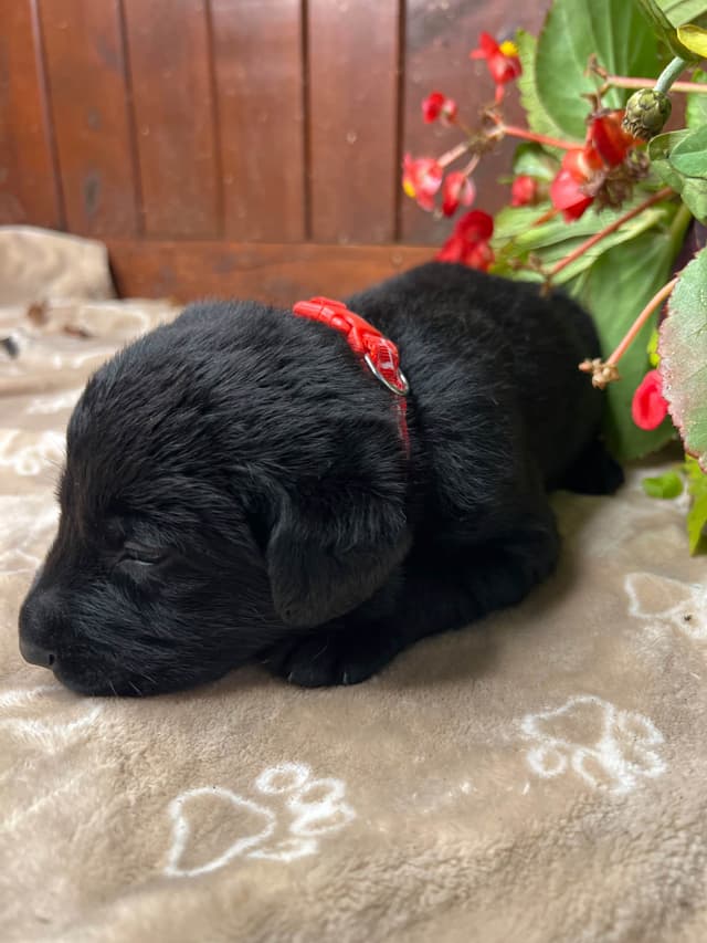 AKC Labrador Retriever Puppies media 12