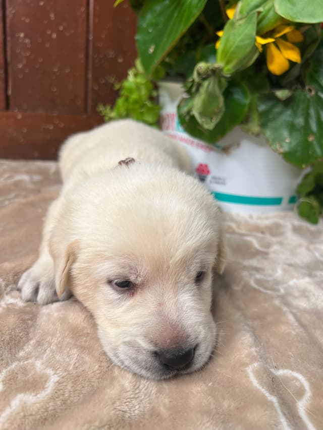 AKC Labrador Retriever Puppies media 7