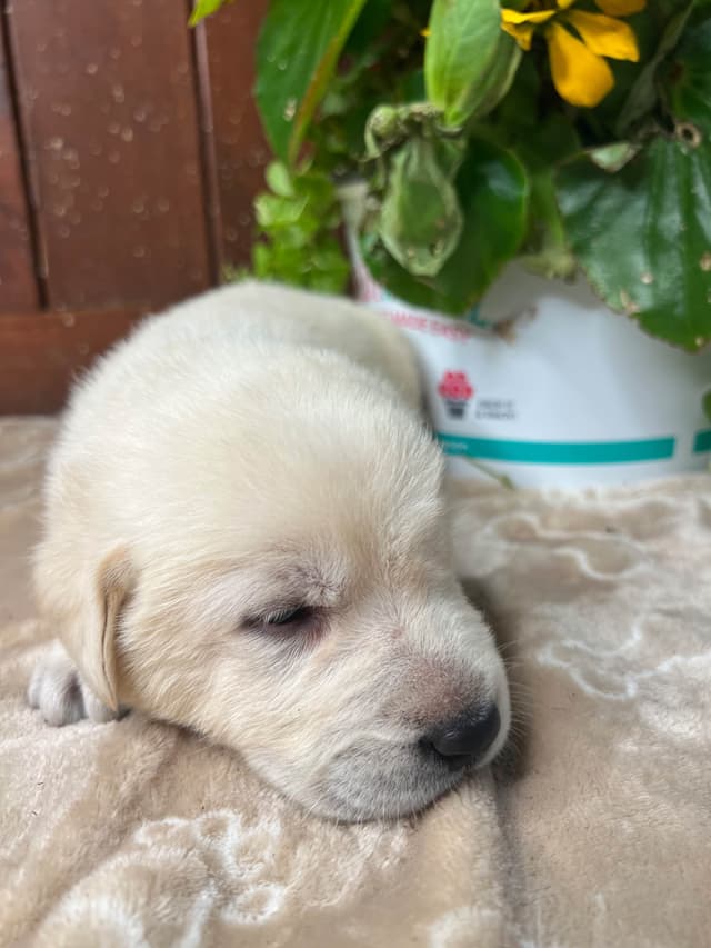 AKC Labrador Retriever Puppies media 3