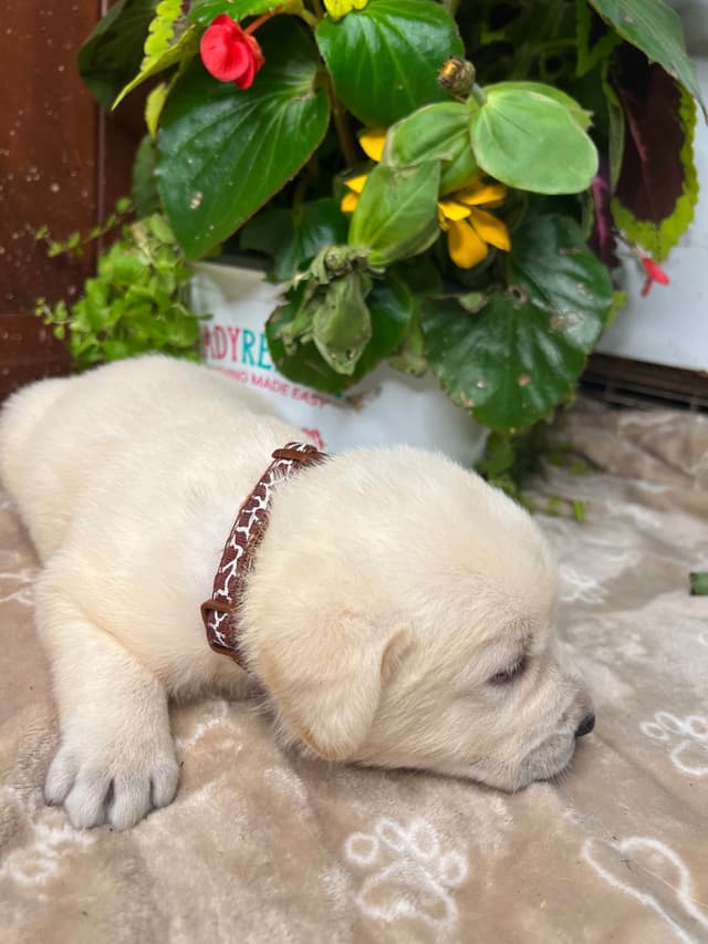 AKC Labrador Retriever Puppies media 9