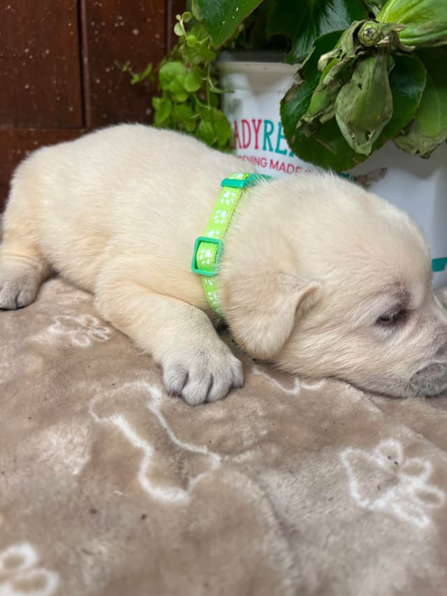 AKC Labrador Retriever Puppies media 11