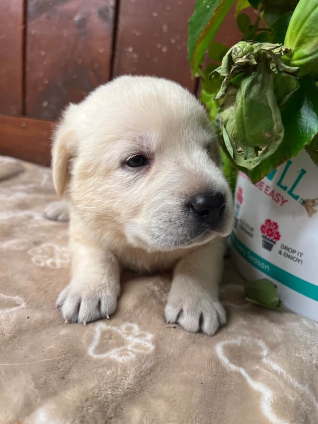 AKC Labrador Retriever Puppies media 13