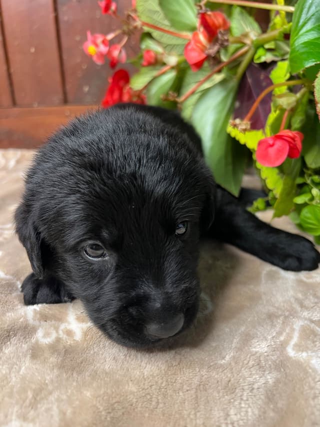 AKC Labrador Retriever Puppies media 16