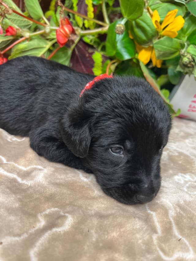 AKC Labrador Retriever Puppies media 17