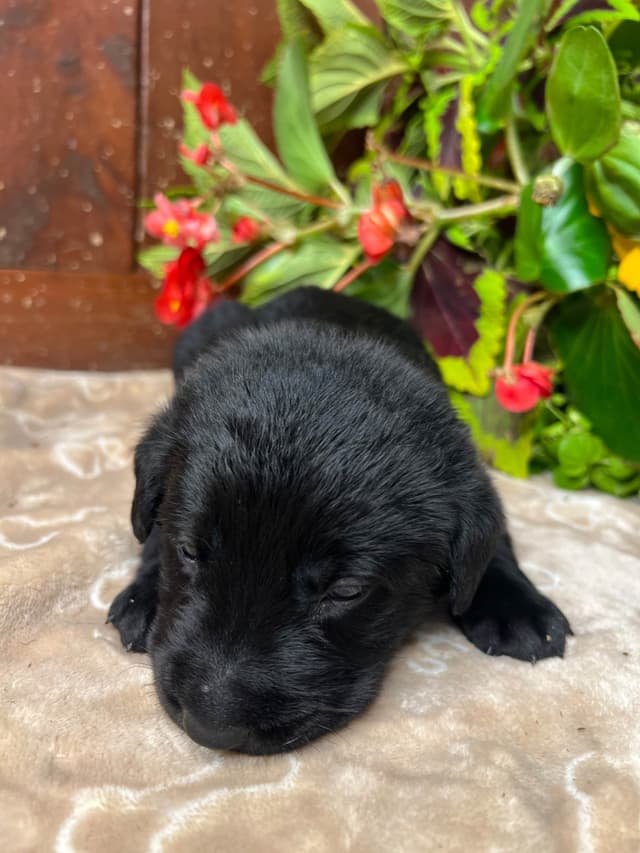 AKC Labrador Retriever Puppies media 18