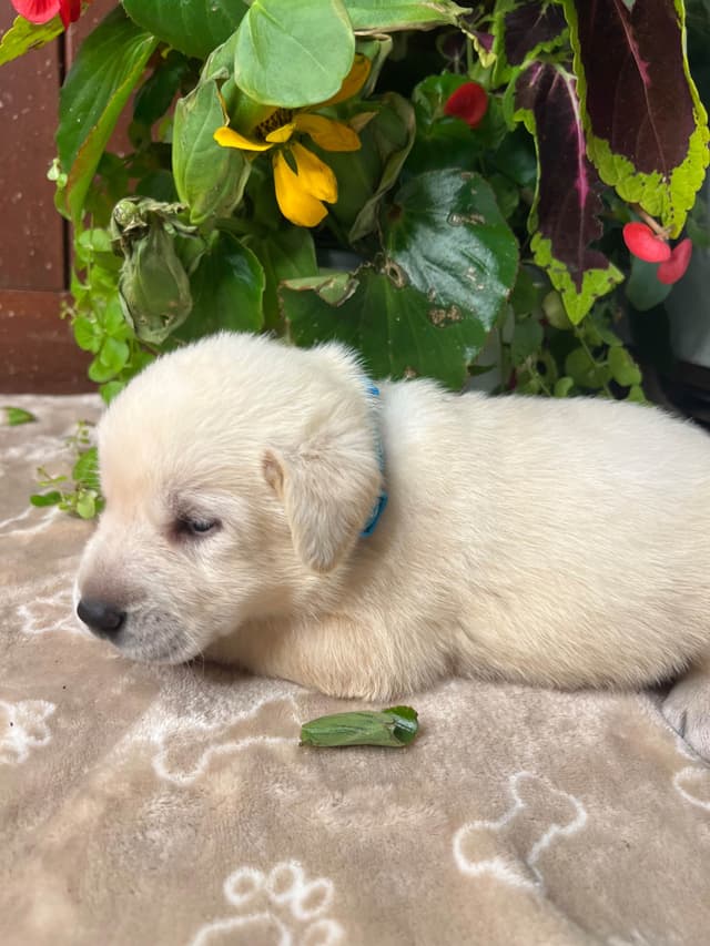 AKC Labrador Retriever Puppies media 15