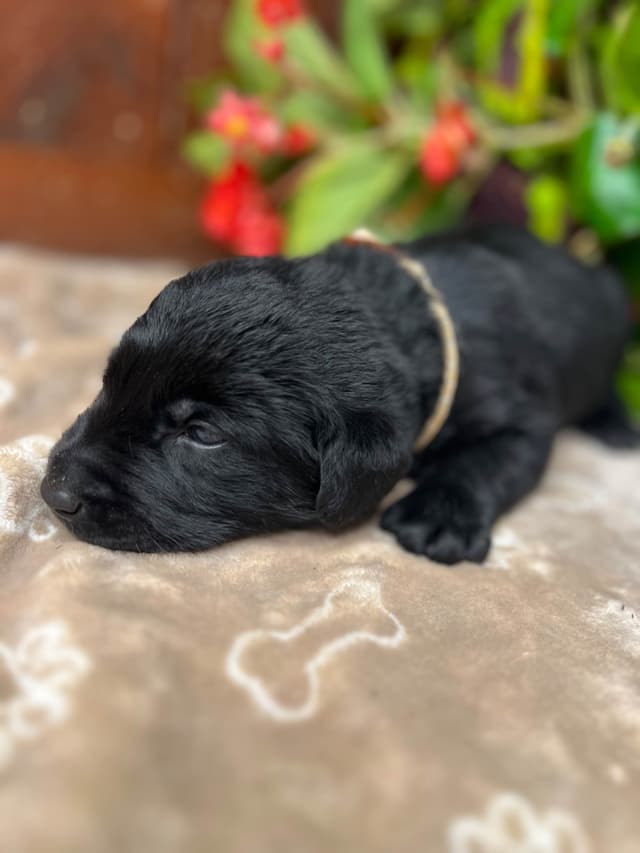 AKC Black Labrador Retriever Puppies media 6