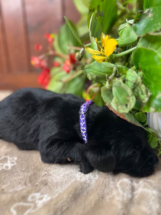 AKC Black Labrador Retriever Puppies media 4