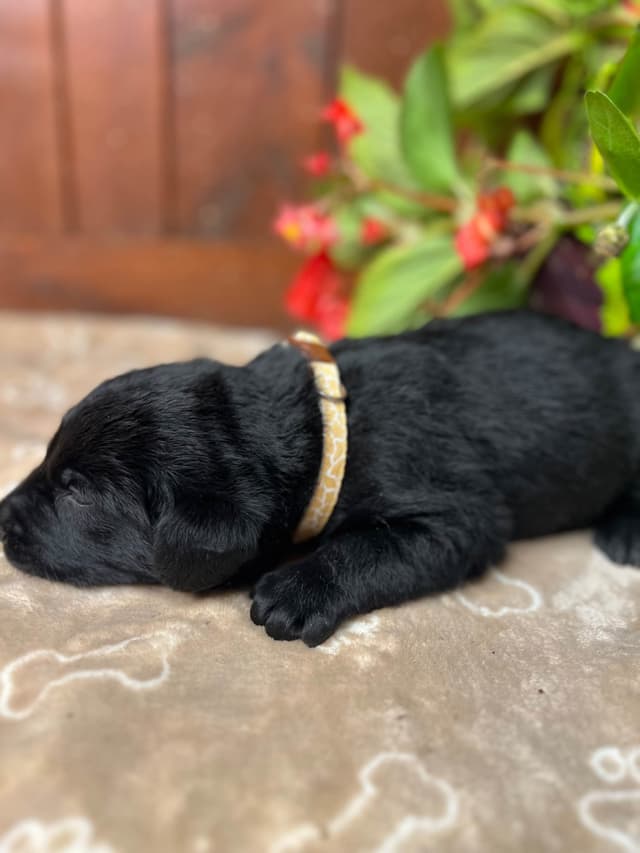 AKC Black Labrador Retriever Puppies media 7