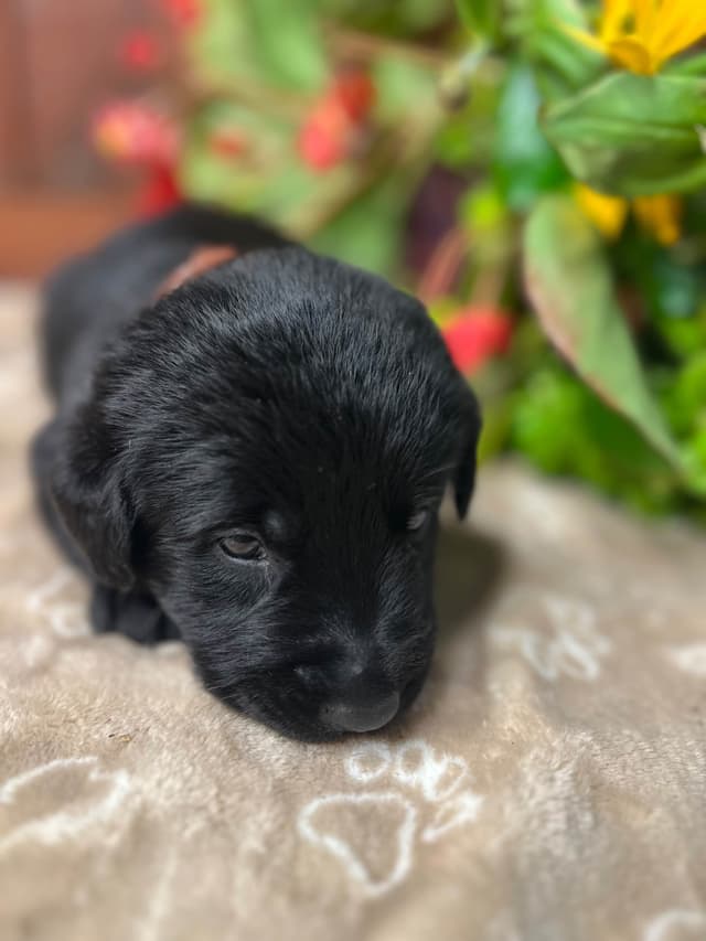 AKC Black Labrador Retriever Puppies media 8