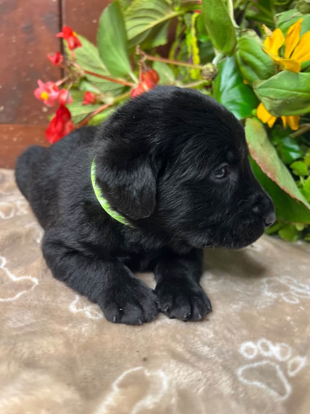 AKC Black Labrador Retriever Puppies media 3