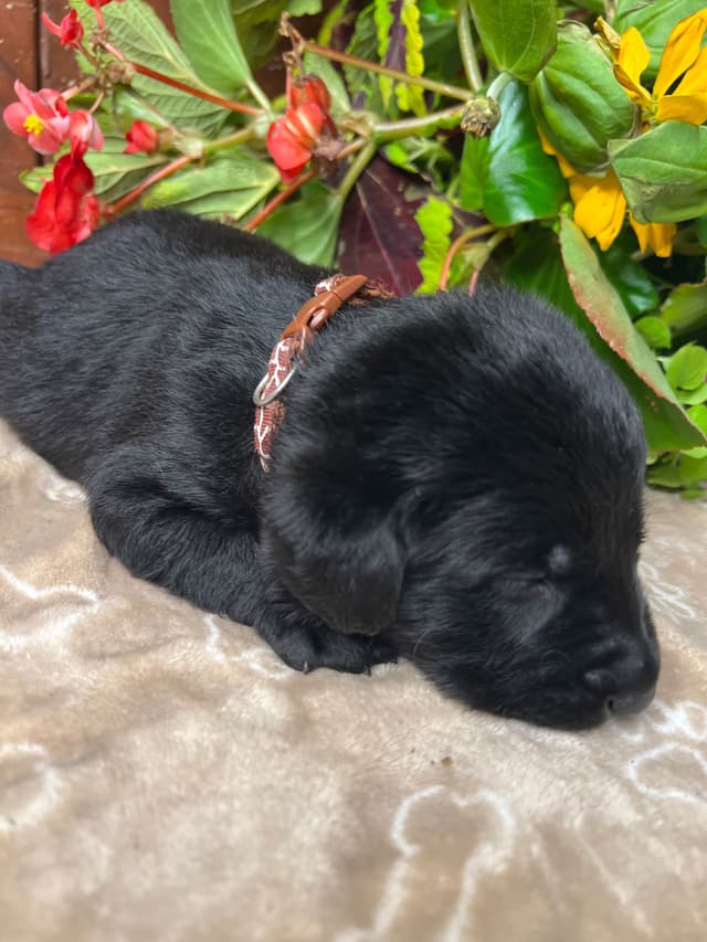 AKC Black Labrador Retriever Puppies media 9