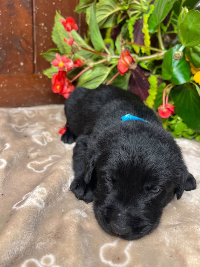 AKC Black Labrador Retriever Puppies media 10