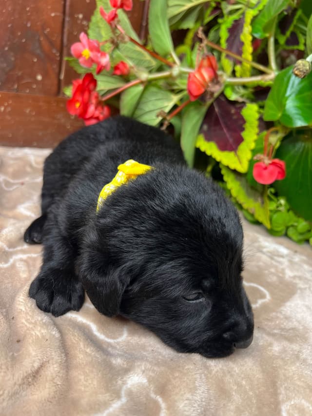 AKC Black Labrador Retriever Puppies media 13