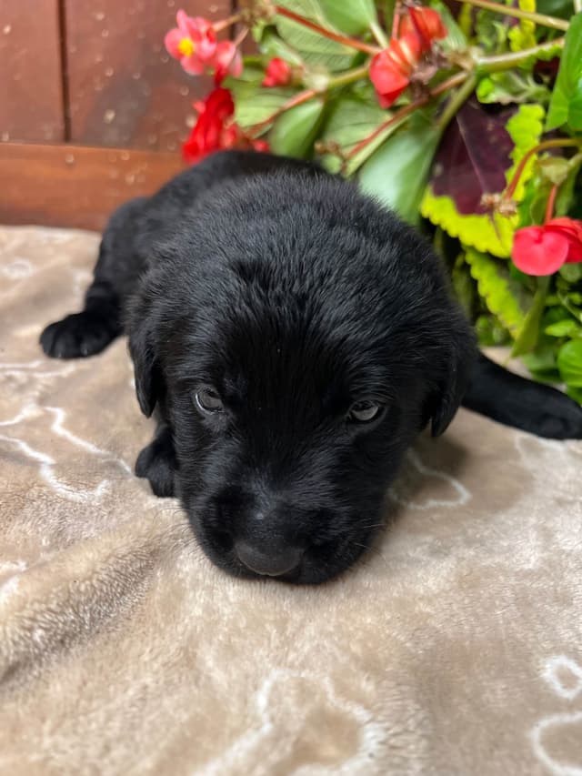 AKC Black Labrador Retriever Puppies media 11