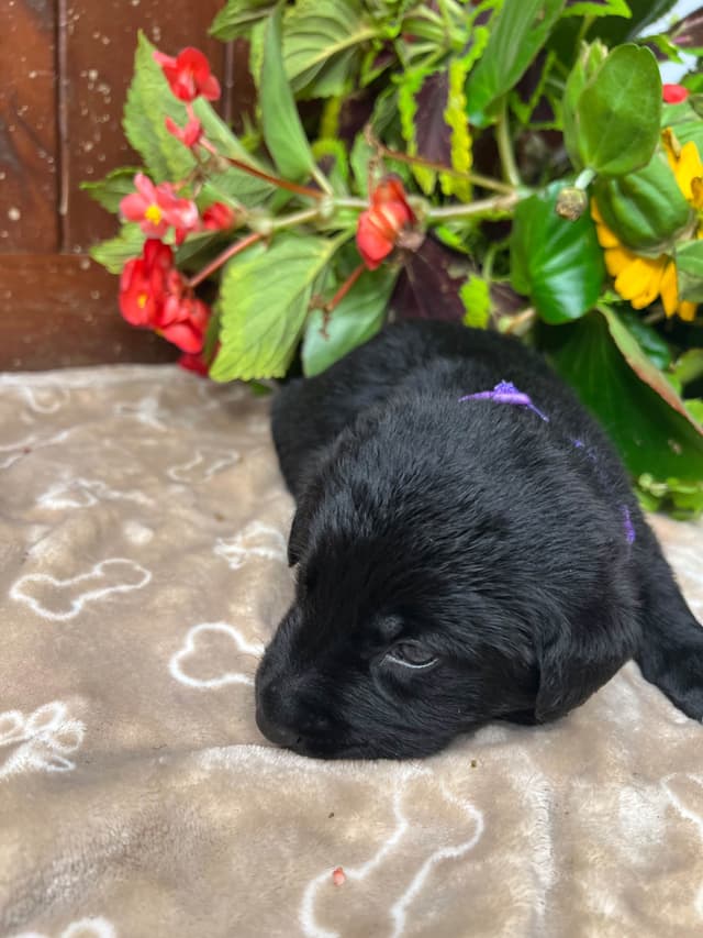 AKC Black Labrador Retriever Puppies media 12