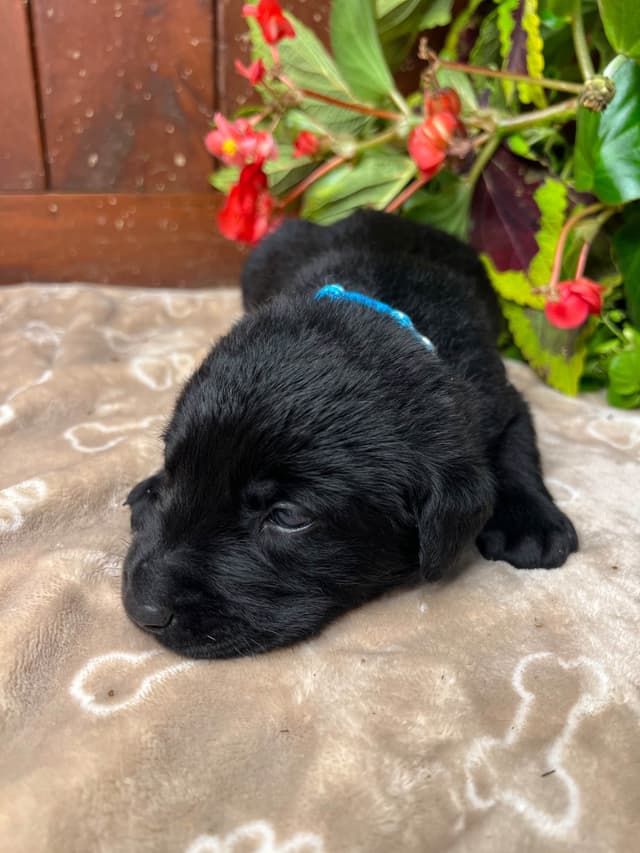 AKC Black Labrador Retriever Puppies media 14