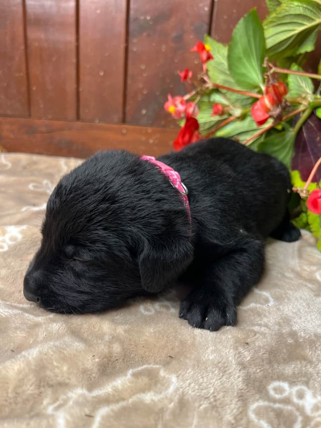 AKC Black Labrador Retriever Puppies media 15