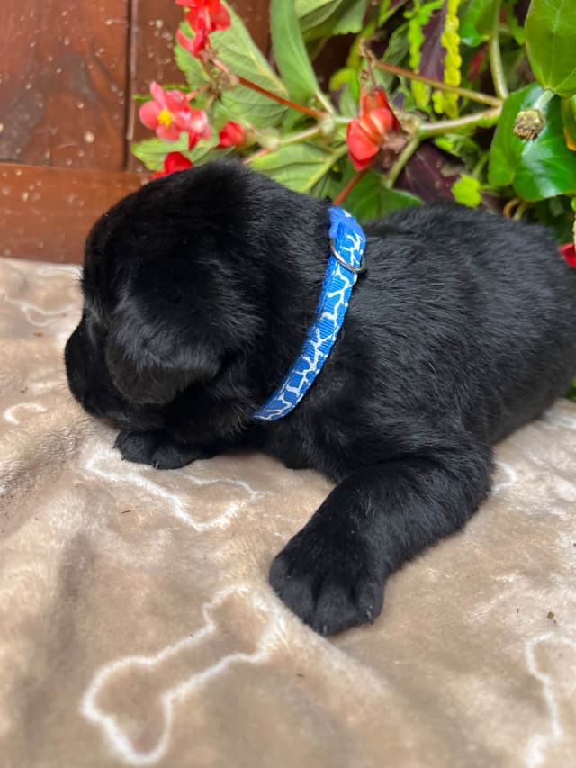 AKC Black Labrador Retriever Puppies media 16