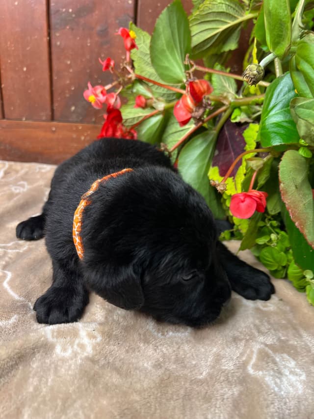 AKC Black Labrador Retriever Puppies media 17