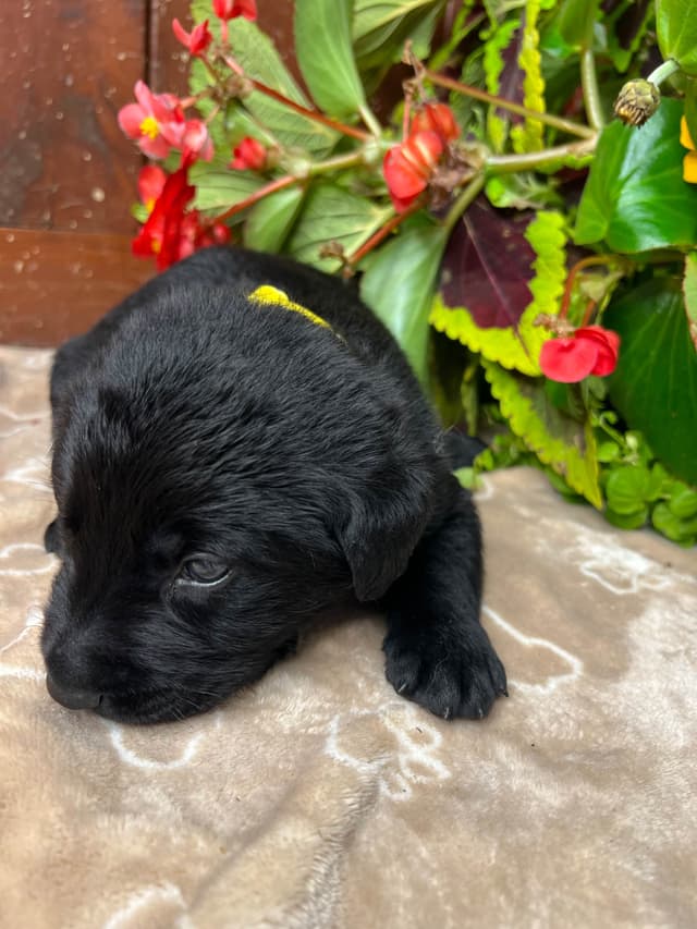 AKC Black Labrador Retriever Puppies media 18