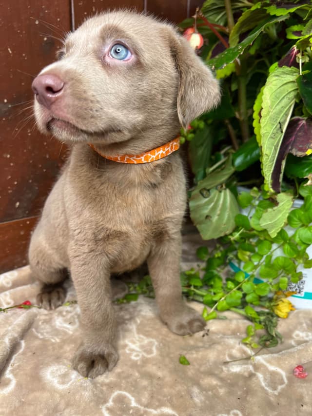 Ready to Go Home AKC Silver Labrador Retriever Puppies media 4