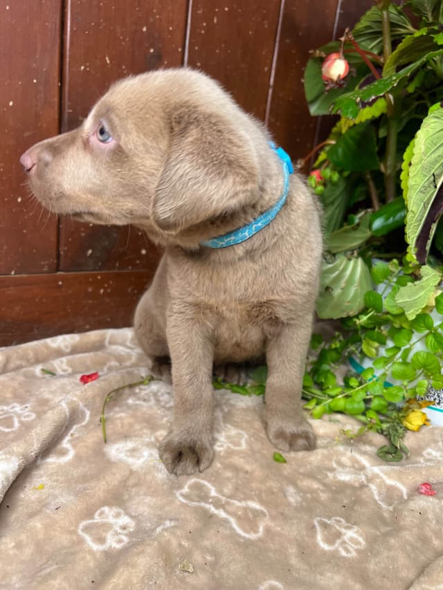 Ready to Go Home AKC Silver Labrador Retriever Puppies media 3
