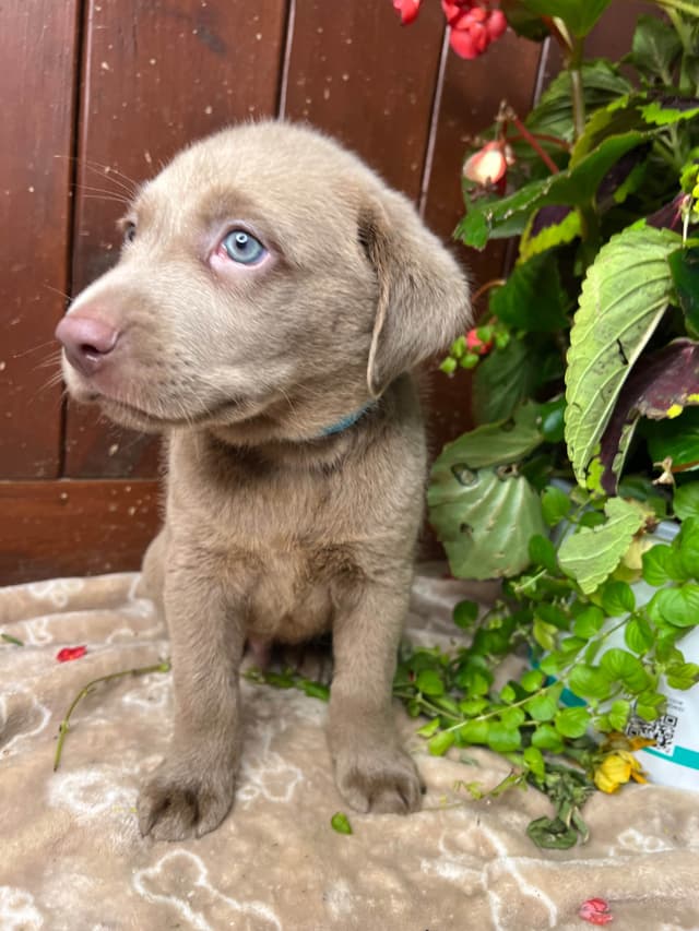 Ready to Go Home AKC Silver Labrador Retriever Puppies media 2