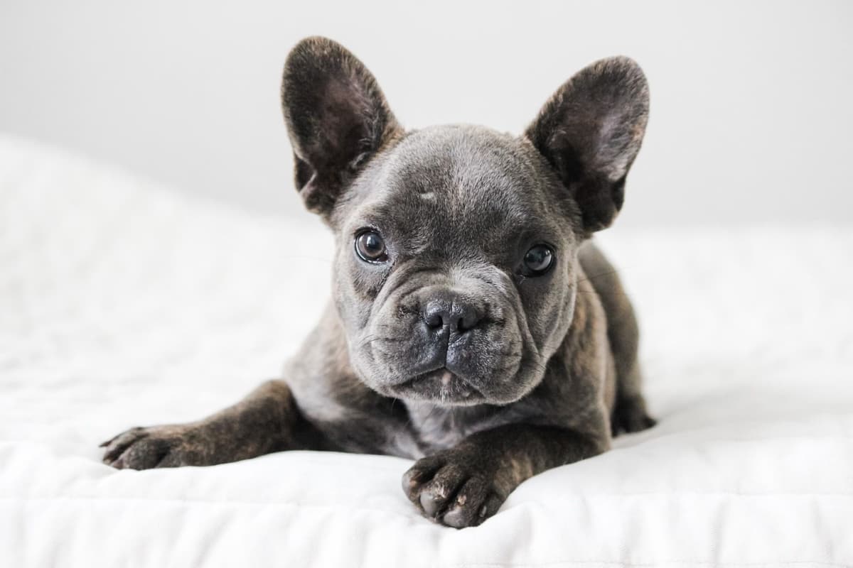 French Bulldog Puppies breeder image 2
