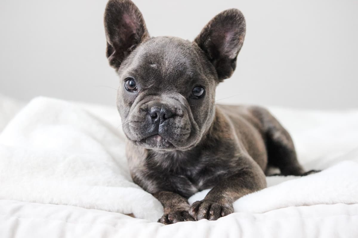 French Bulldog Puppies breeder image 3