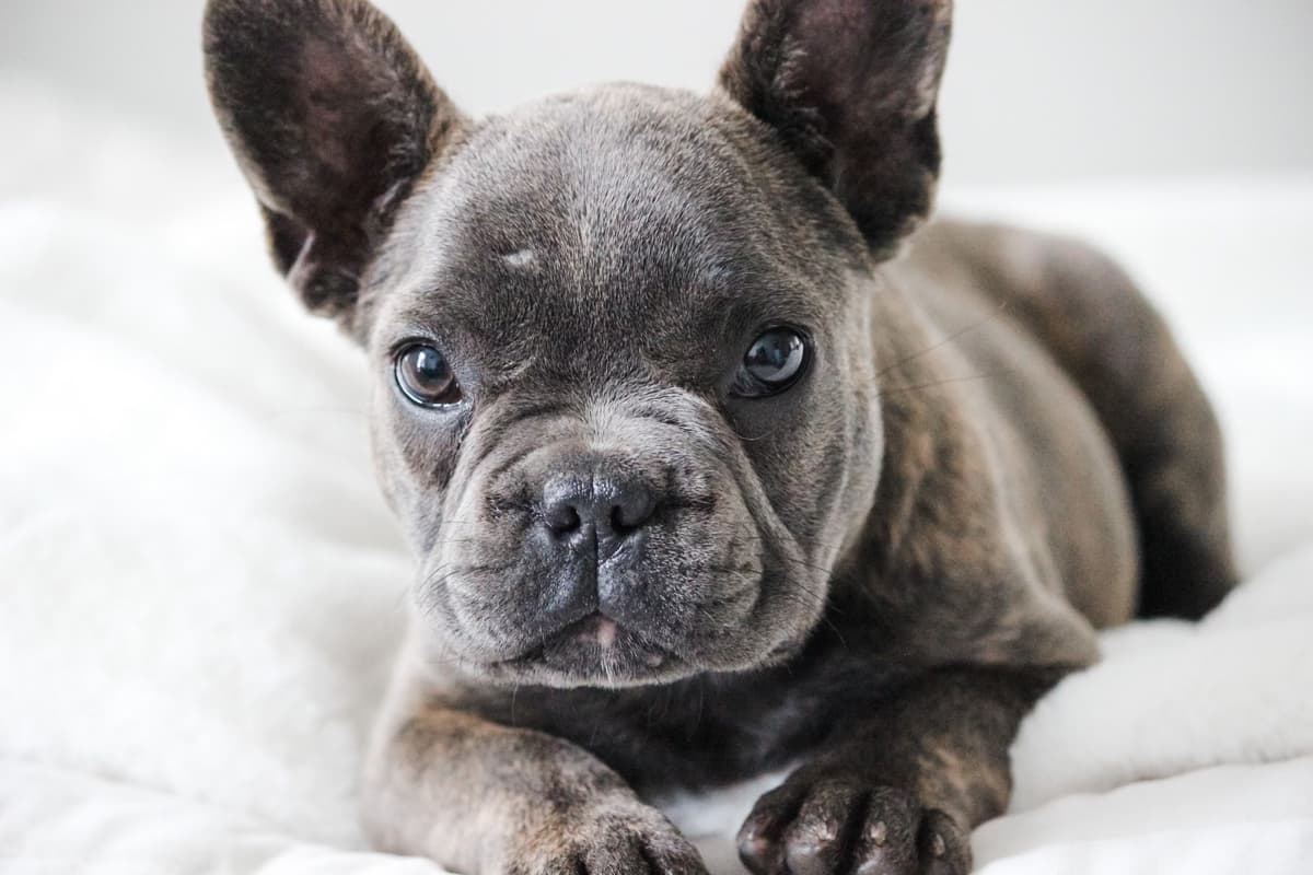 French Bulldog Puppies breeder image 4