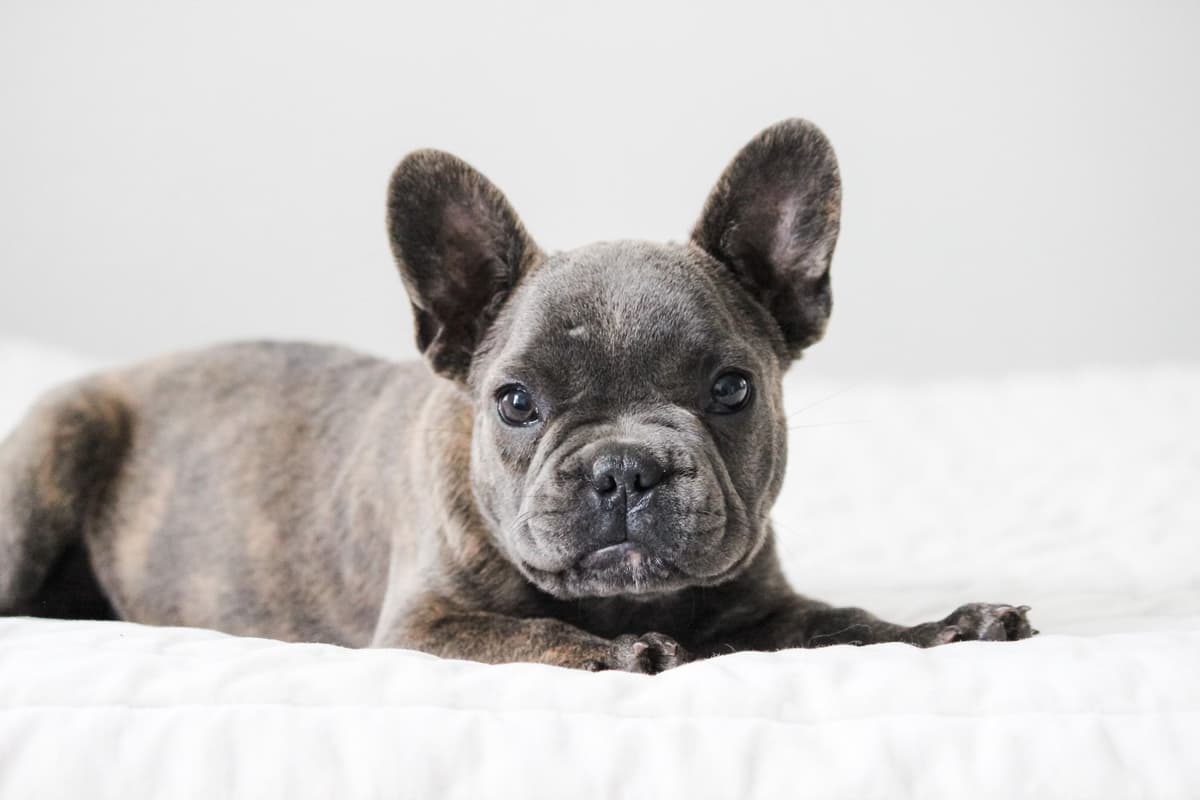 French Bulldog Puppies breeder image 5