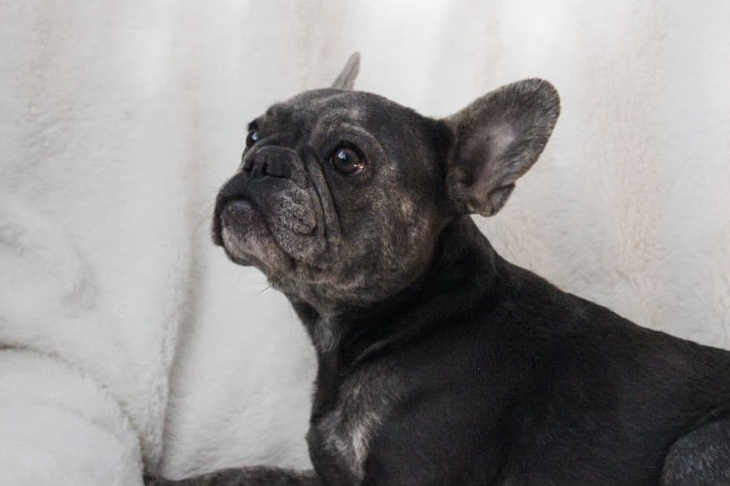 French Bulldog Puppies breeder image 6