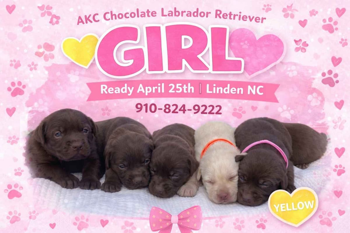 Labrador Retriever Puppies breeder image 1