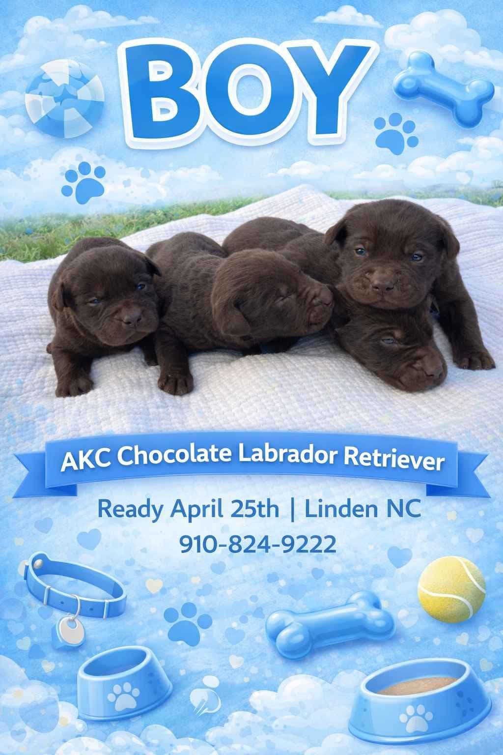 Labrador Retriever Puppies breeder image 3
