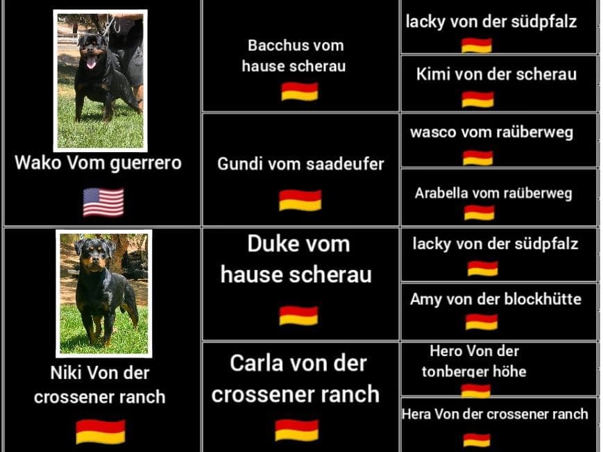 Rottweiler Puppies breeder image 1