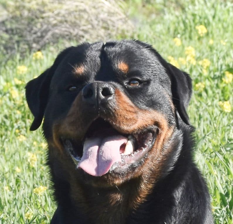 Rottweiler Puppies breeder image 2