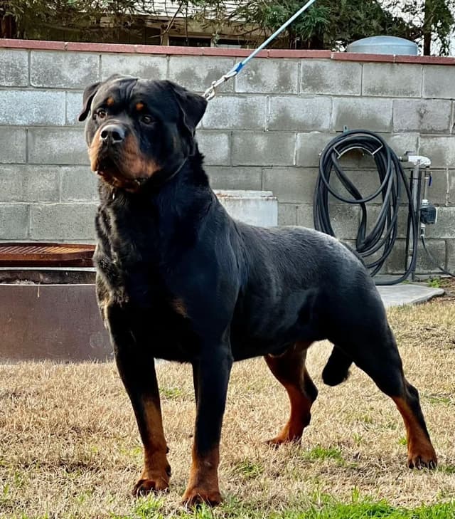 Rottweiler Puppies media 2