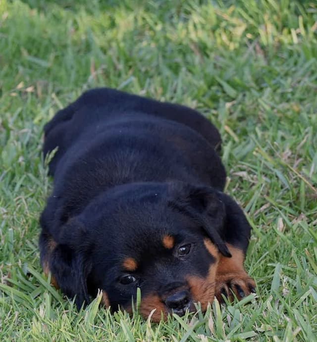 Rottweiler Puppies media 4