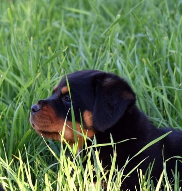 Rottweiler Puppies media 7