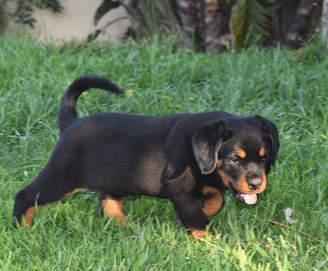 Rottweiler Puppies media 8