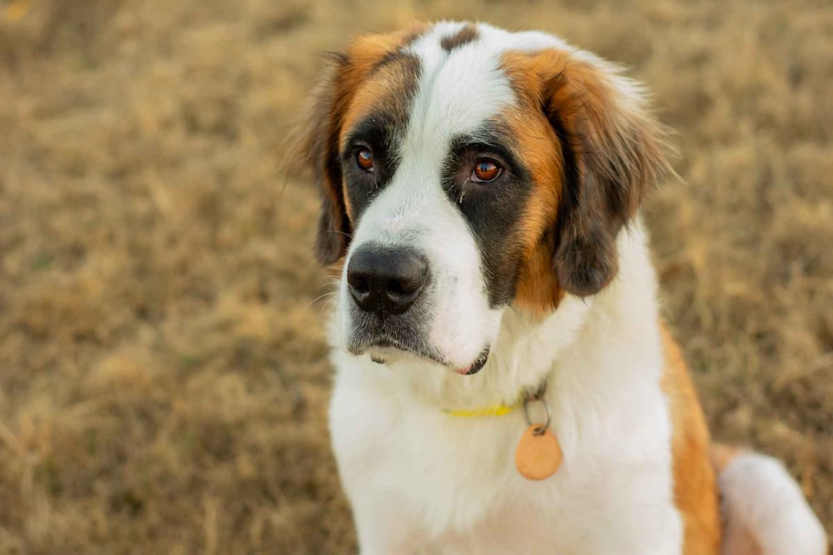 Scott’s Saint Bernard Puppies breeder image 1