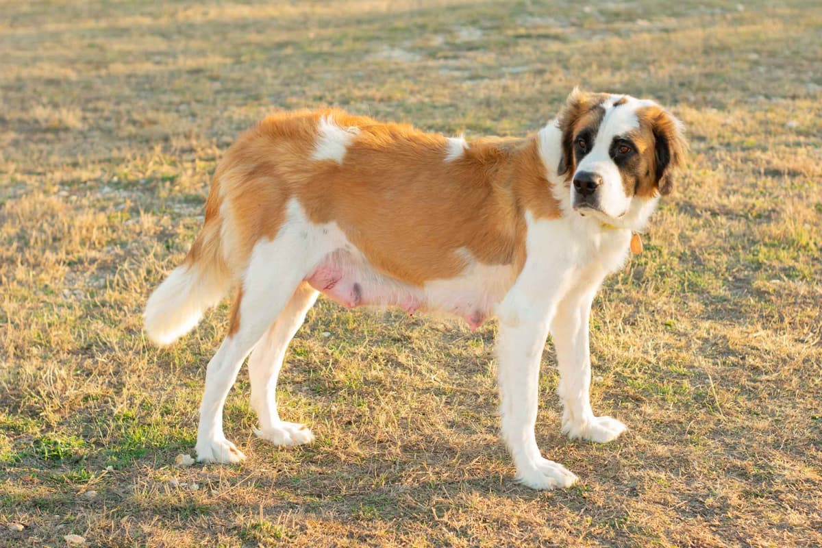 Scott’s Saint Bernard Puppies breeder image 2